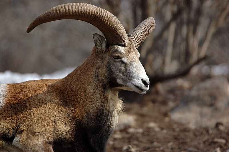 Mouflon arménien