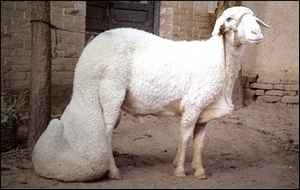 Moutons à queue grasse