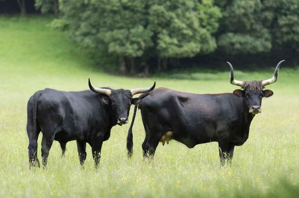 Aurochs