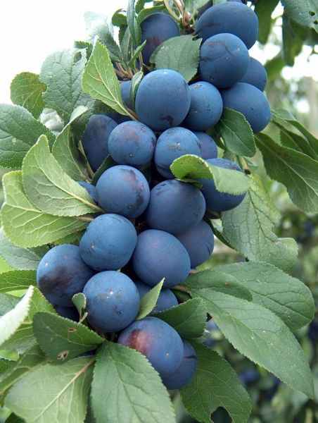 Prune de Damas bleue Prune de Damas bleue