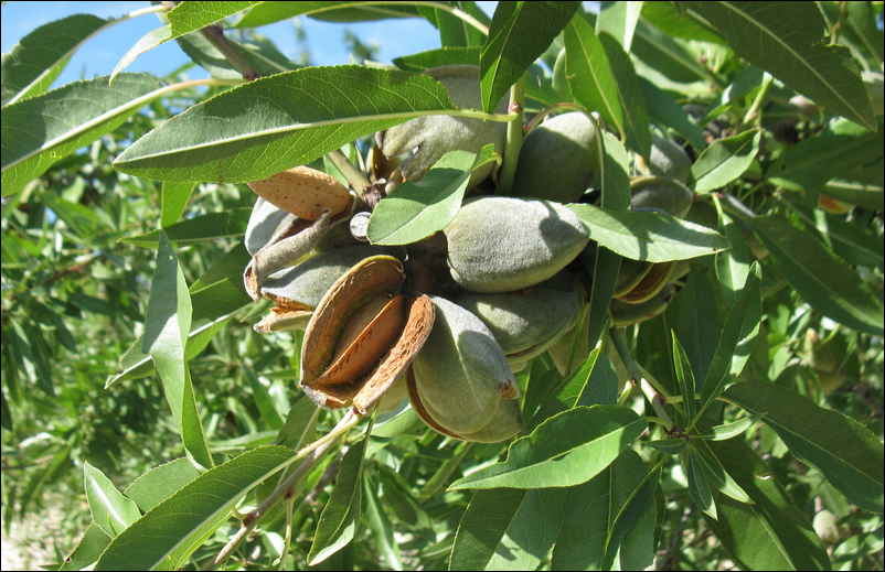 Amandes