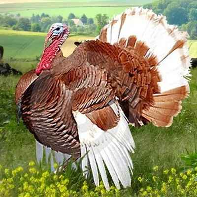 Dindon Bourbon Dindon Bourbon