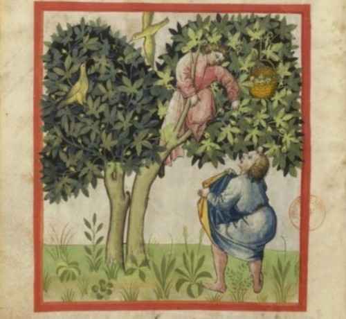Tacuinum Sanitatis Tacuinum Sanitatis