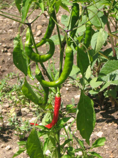Piment d'Espelette Piment d'Espelette