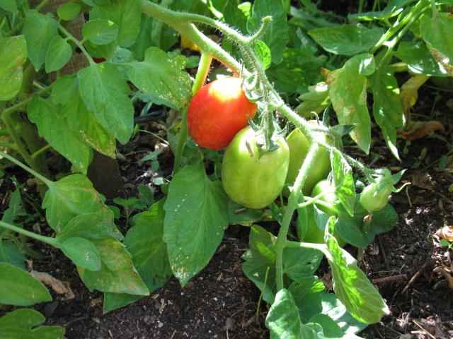 Tomates Roma et feuilles